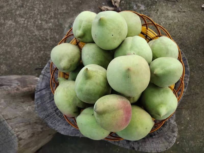 鹰嘴桃苗蜜桃包正宗假一赔十免费提供种植技术