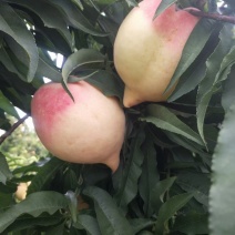 鹰嘴桃苗蜜桃包正宗假一赔十免费提供种植技术