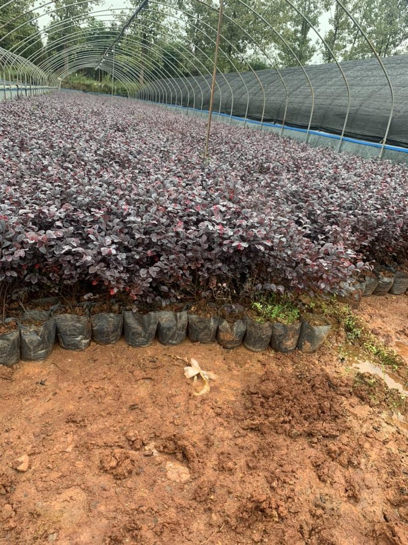 红花继木苗木花卉基地直供一手货源对接工程绿化大量批发