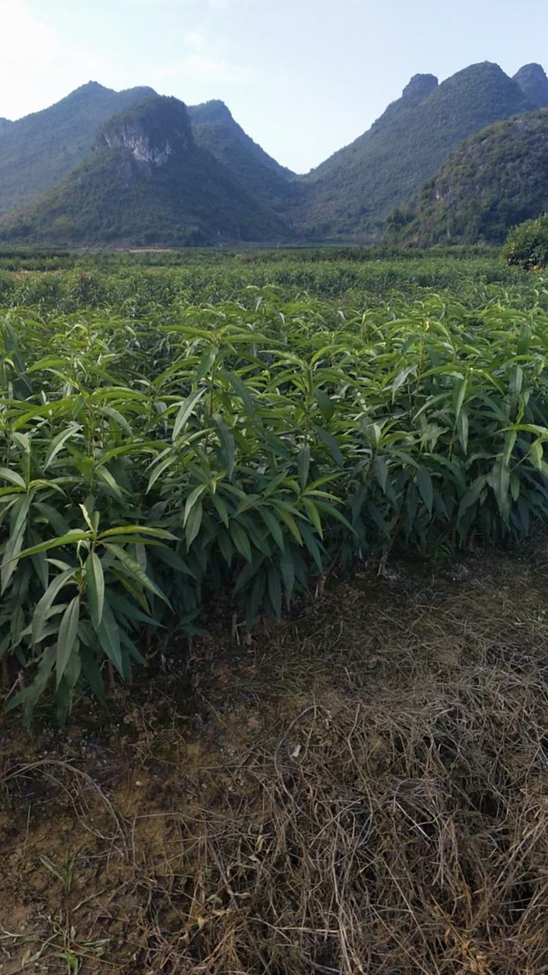 春美蜜桃，早熟蜜桃，包正宗假一赔十，免费提供种植技术