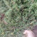 软肝草。铁甲草正品野生质量保证，经营各种中药材！