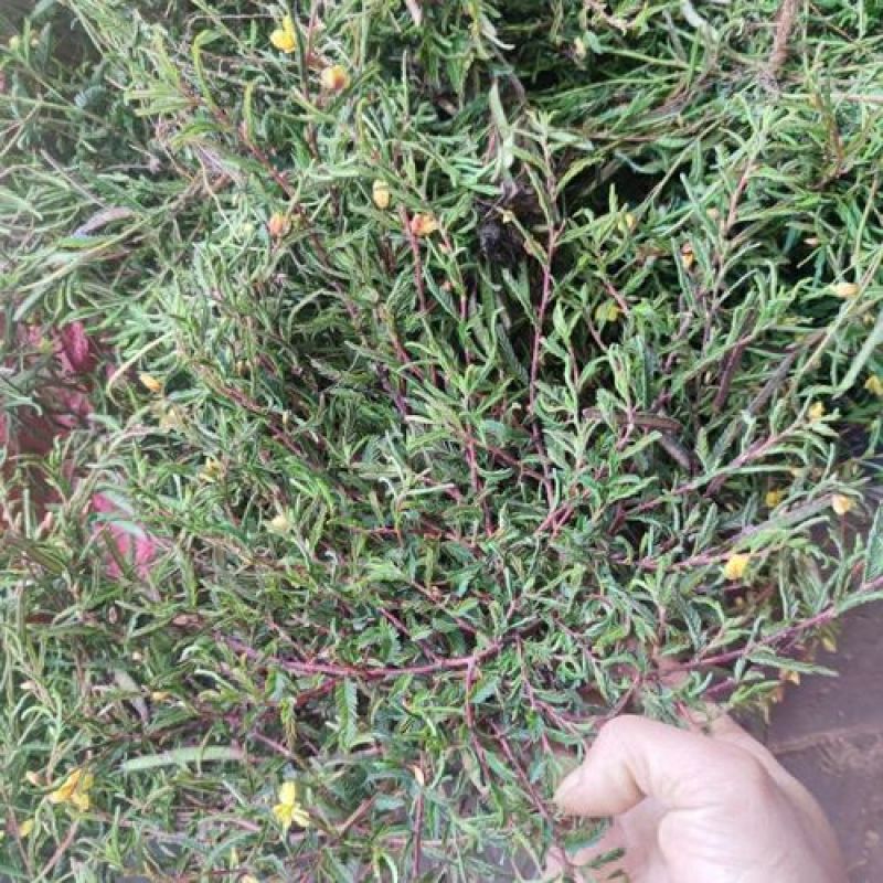软肝草。铁甲草正品野生质量保证，经营各种中药材！