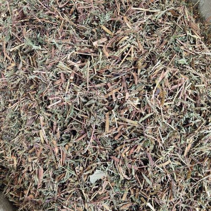 软肝草。铁甲草正品野生质量保证，经营各种中药材！