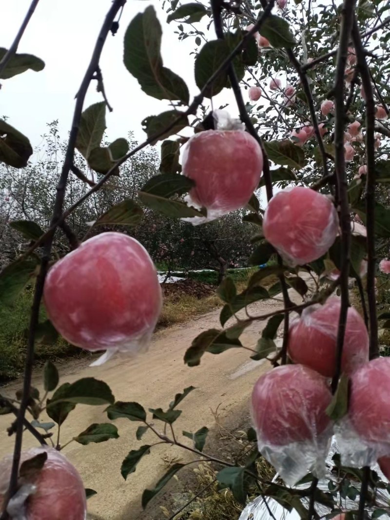 山西运城市纸加莫苹果大量上市。