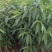 鹰嘴桃苗蜜桃包正宗假一赔十免费提供种植技术
