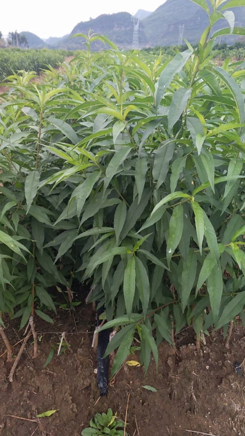 鹰嘴桃苗蜜桃包正宗假一赔十免费提供种植技术