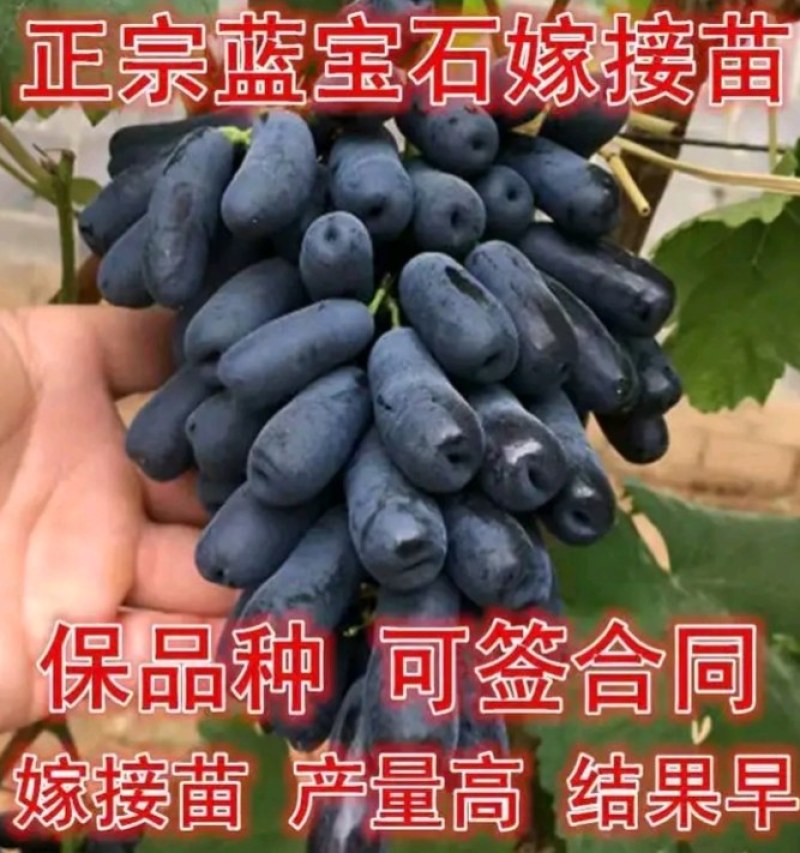 【有好货】无核甜蜜蓝宝石葡萄苗，包品种，抗寒脱毒苗