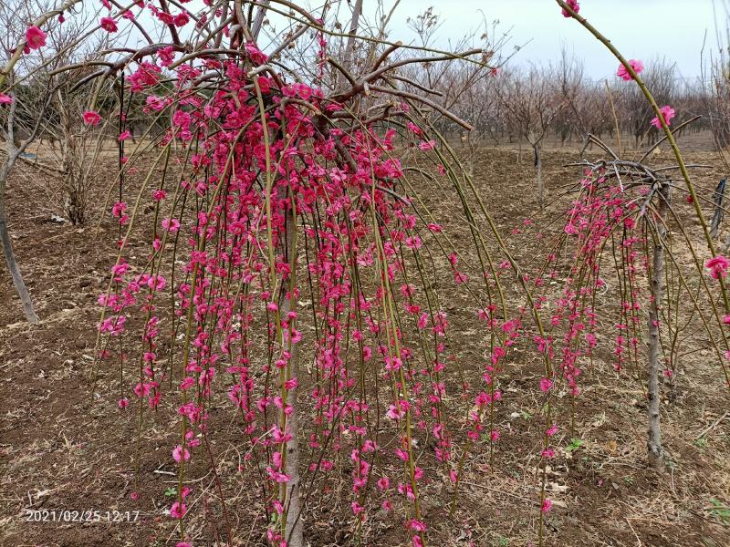 寿星桃花