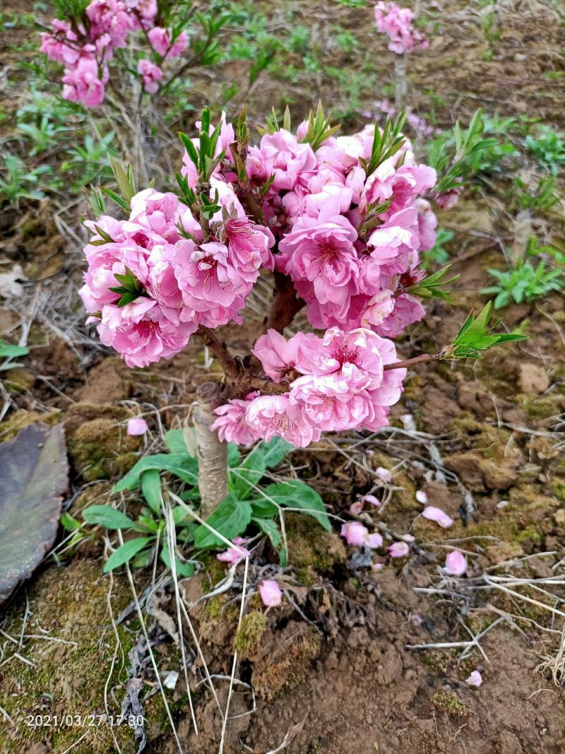 寿星桃花
