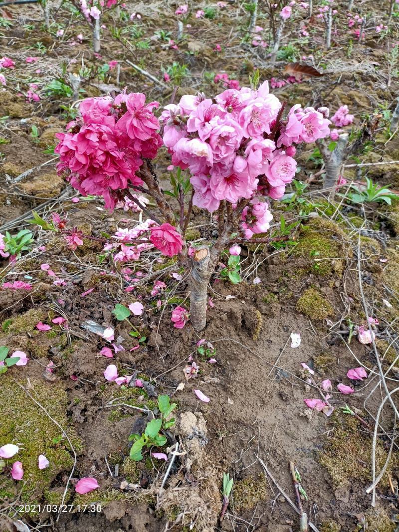寿星桃花