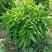 寿星桃花盆景2-3公分