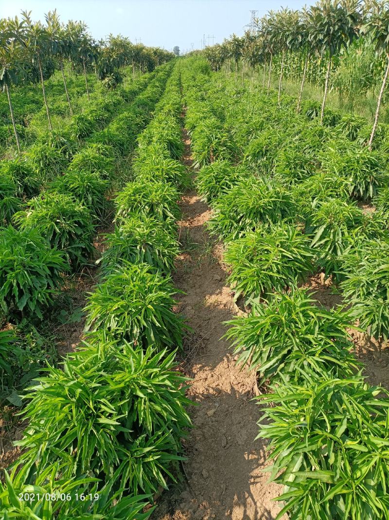 寿星桃花盆景2-3公分