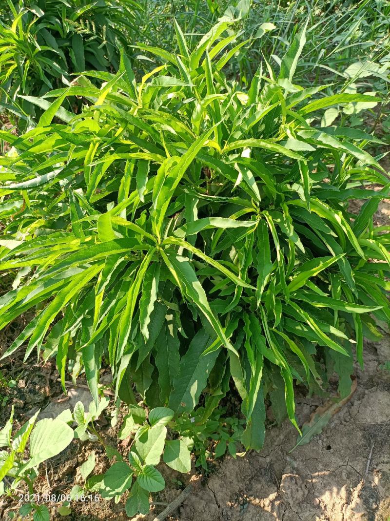 寿星桃花盆景2-3公分