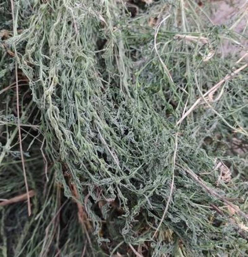 百蕊草，麦黄草正品野生新货，经营各种中药材欢迎咨询选购！