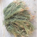 百蕊草，麦黄草正品野生新货，经营各种中药材欢迎咨询选购！