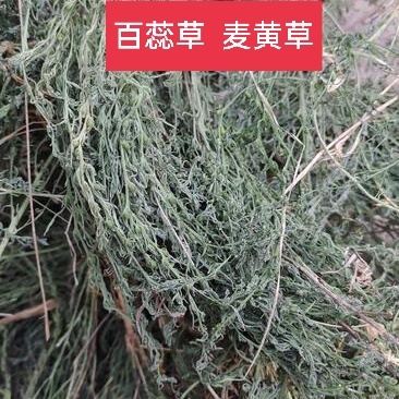 百蕊草，麦黄草正品野生新货，经营各种中药材欢迎咨询选购！