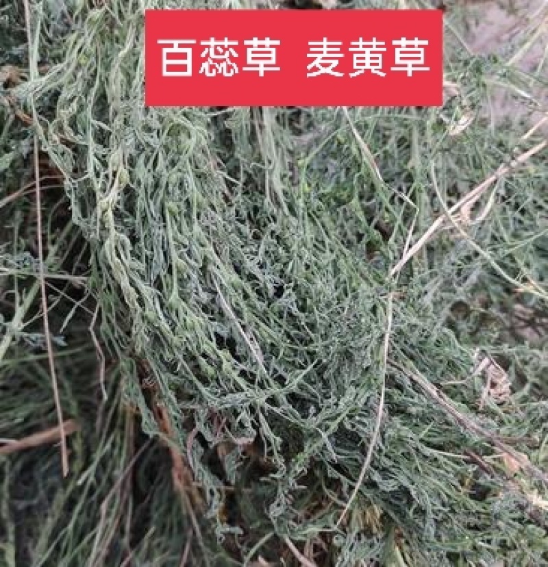 百蕊草，麦黄草正品野生新货，经营各种中药材欢迎咨询选购！