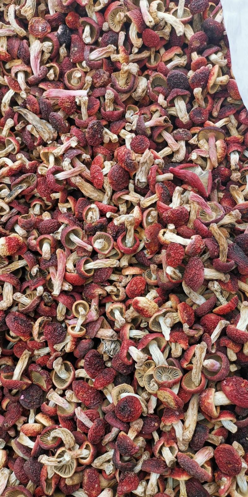 红菇，红菇，红菇，红菇，红菇，红菇，红菇，红菇，