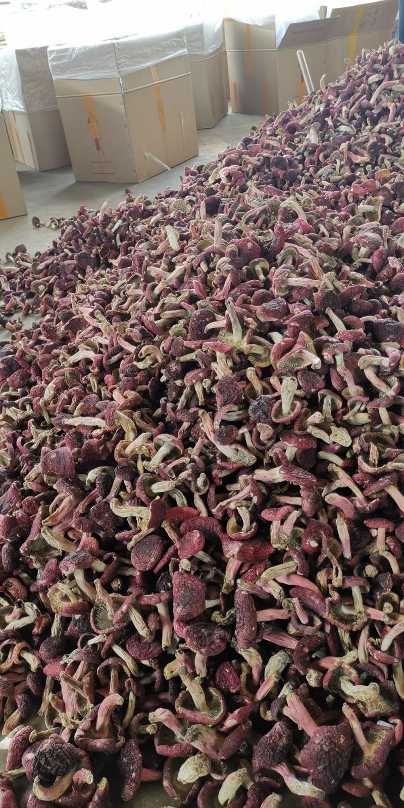 红菇，红菇，红菇，红菇，红菇，红菇，红菇，红菇，