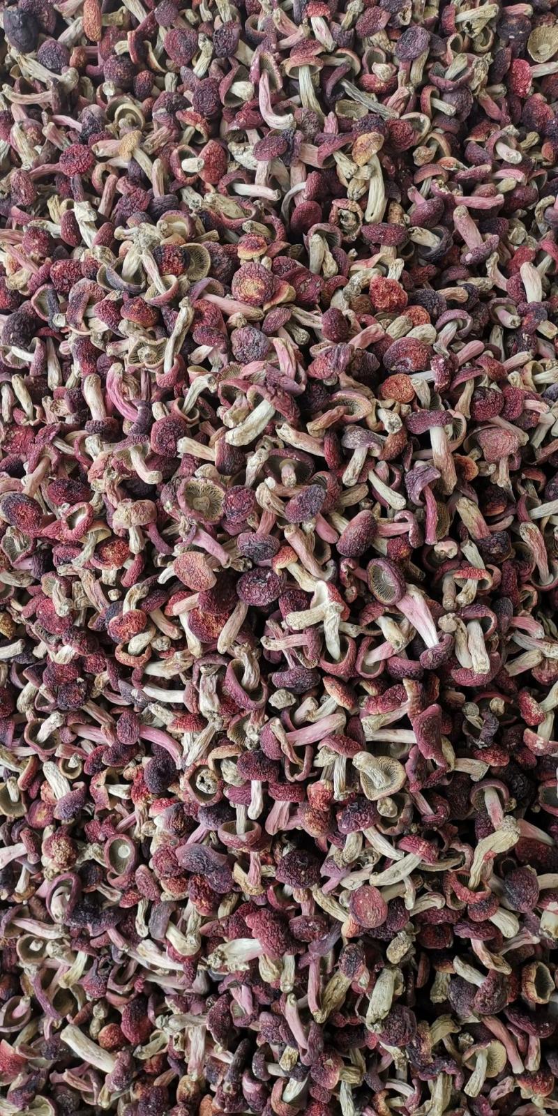 红菇，红菇，红菇，红菇，红菇，红菇，红菇，红菇，