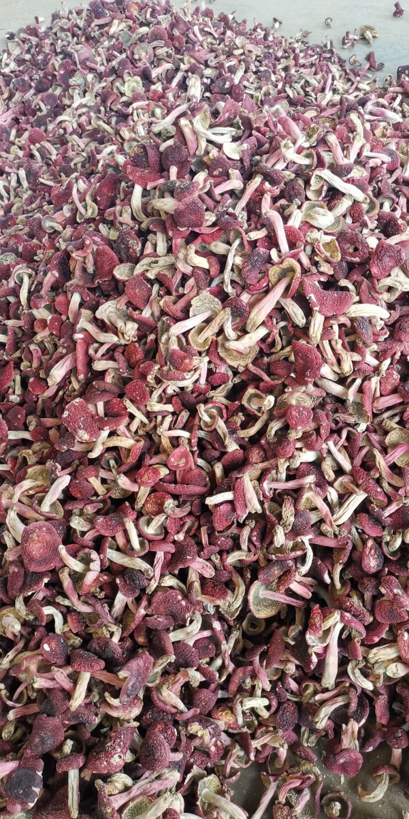 红菇，红菇，红菇，红菇，红菇，红菇，红菇，红菇，