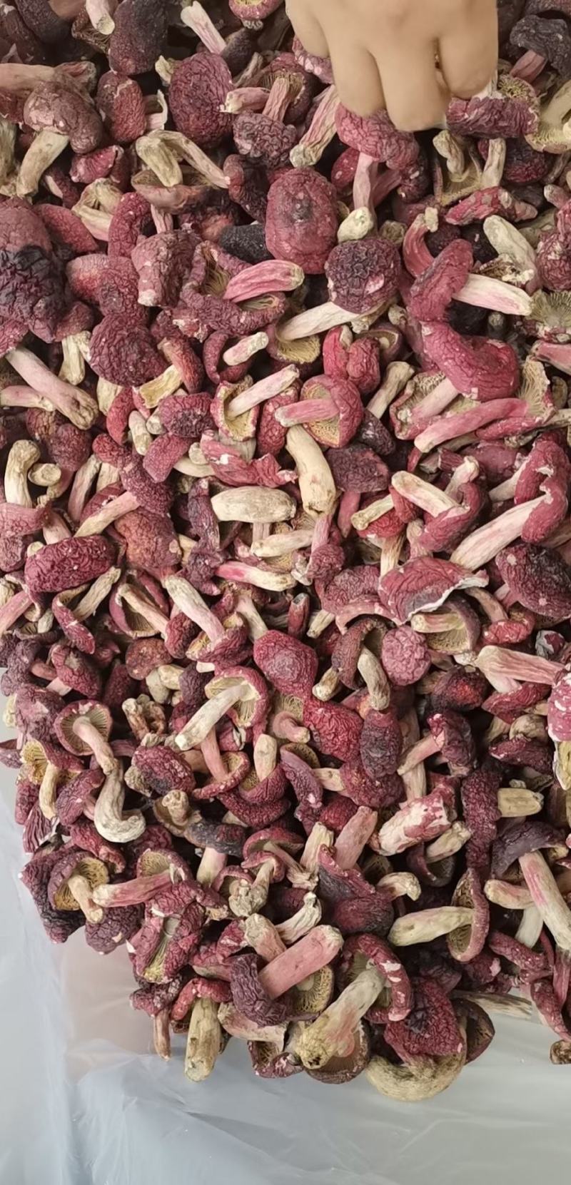 红菇，红菇，红菇，红菇，红菇，红菇，红菇，红菇，