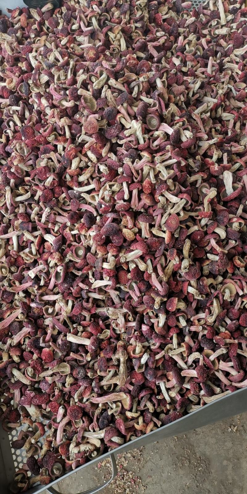 红菇，红菇，红菇，红菇，红菇，红菇，红菇，红菇，