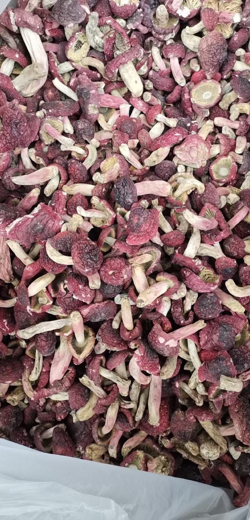 红菇，红菇，红菇，红菇，红菇，红菇，红菇，红菇，