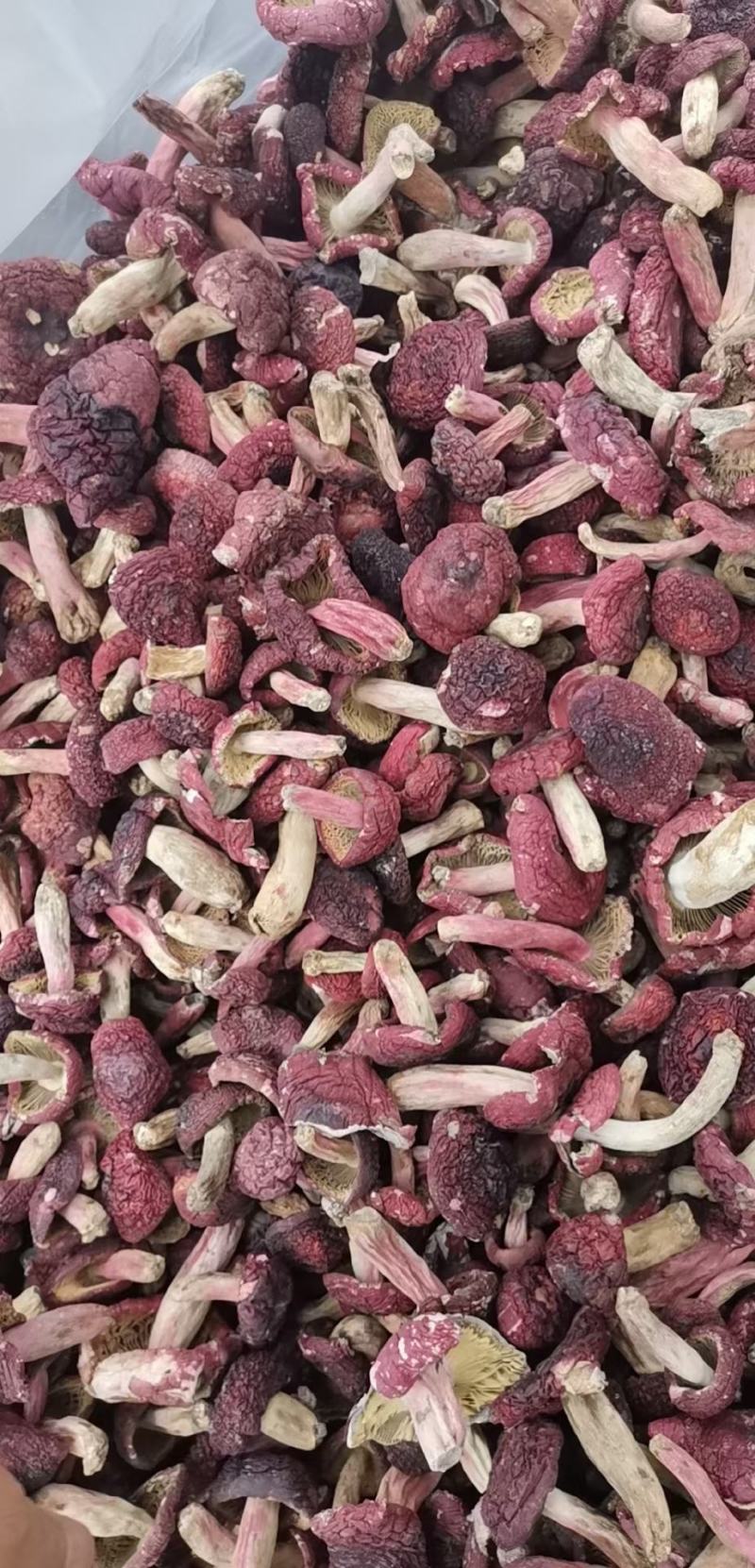 红菇，红菇，红菇，红菇，红菇，红菇，红菇，红菇，