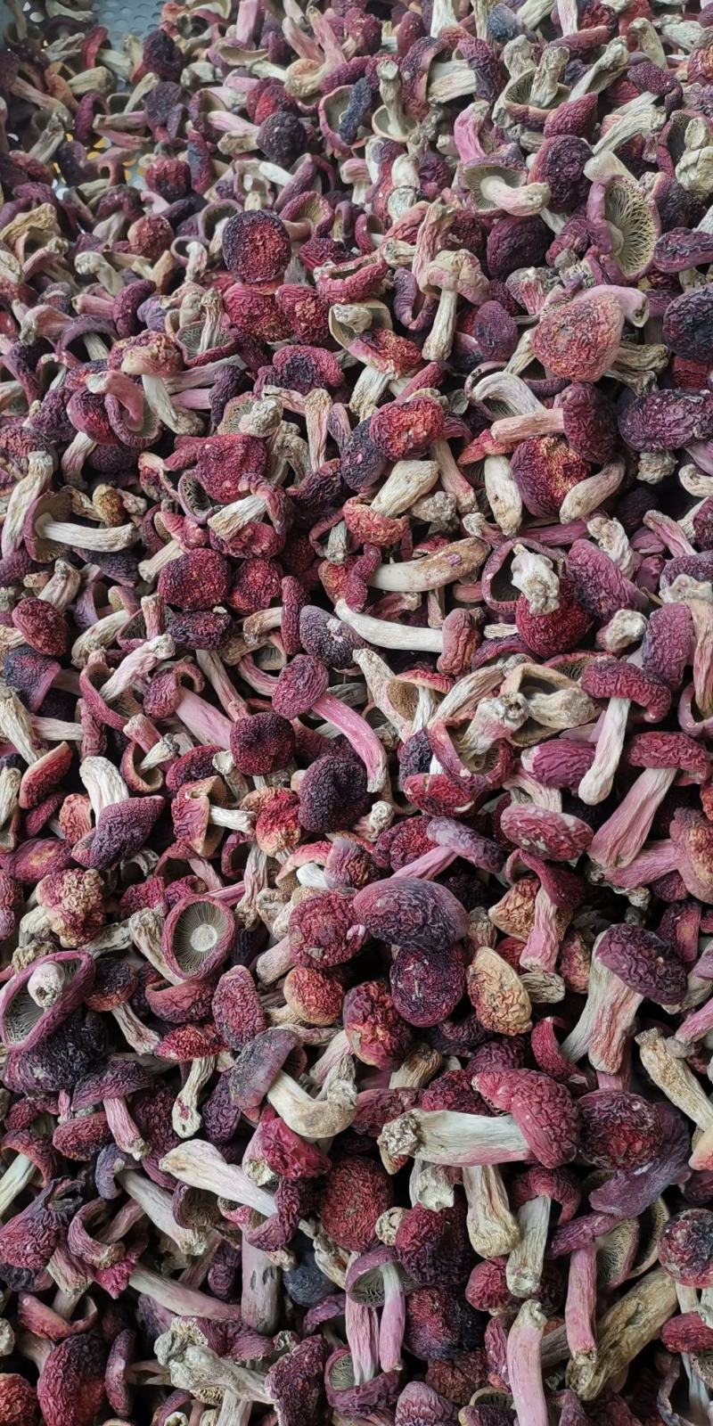 红菇，红菇，红菇，红菇，红菇，红菇，红菇，红菇，