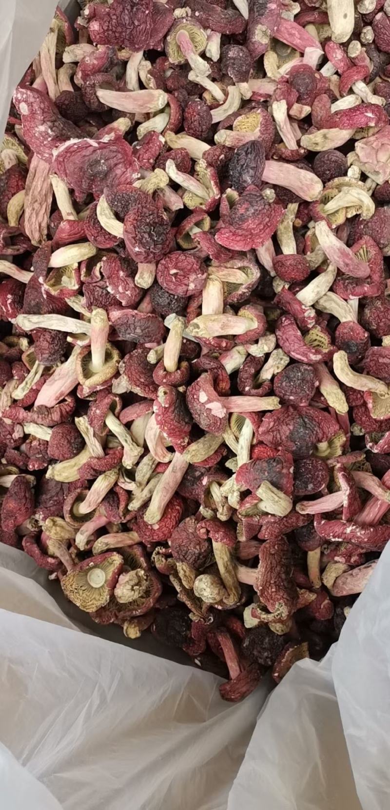 红菇，红菇，红菇，红菇，红菇，红菇，红菇，红菇，