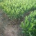 蜜广苗，棉桔，包正宗假一赔十提供免费种植技术