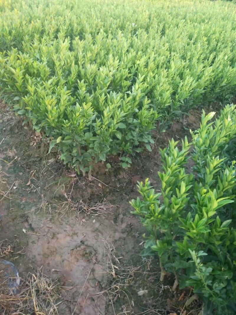 蜜广苗，棉桔，包正宗假一赔十提供免费种植技术