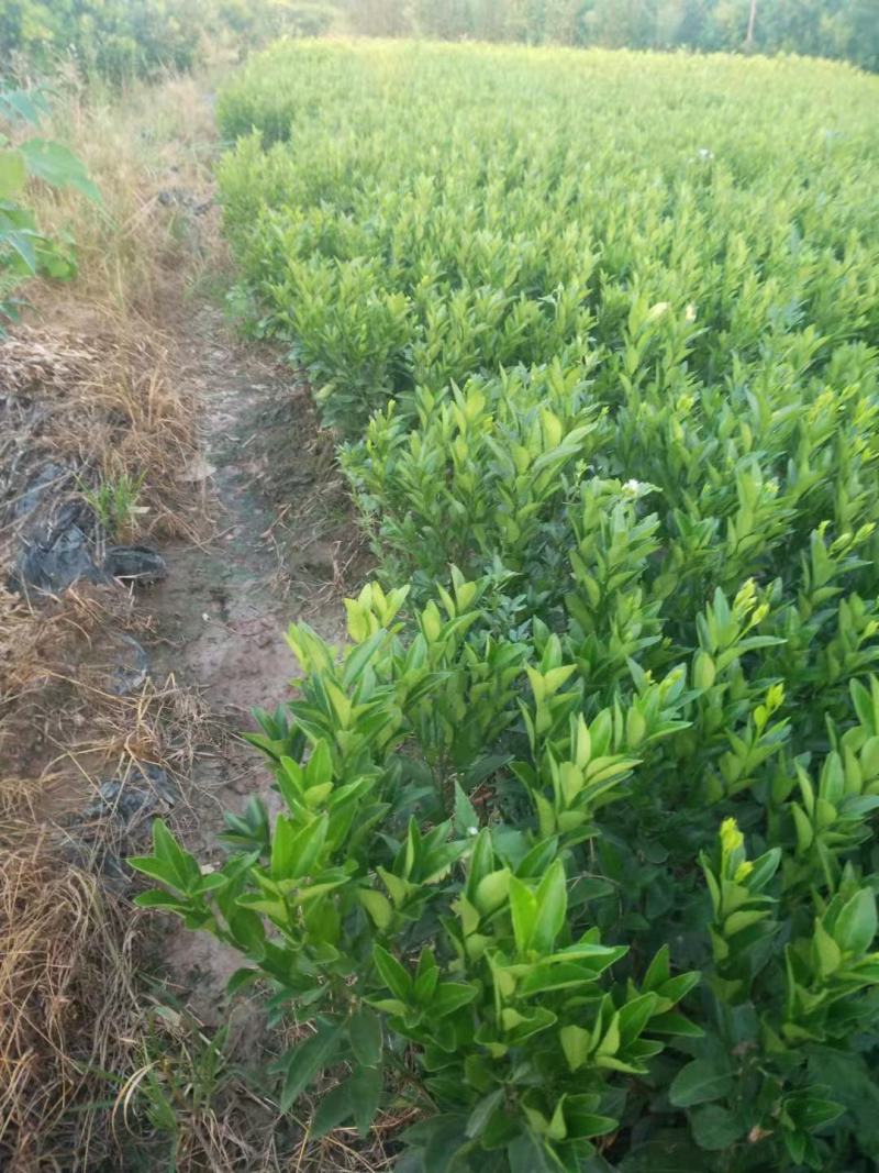 蜜广苗，棉桔，包正宗假一赔十提供免费种植技术