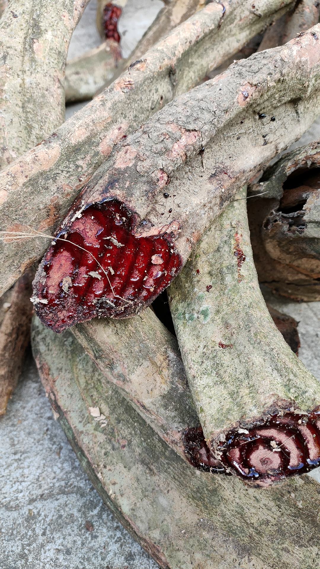 广西野生中药材鸡血藤非大血藤段 新鲜货 老鸡血藤