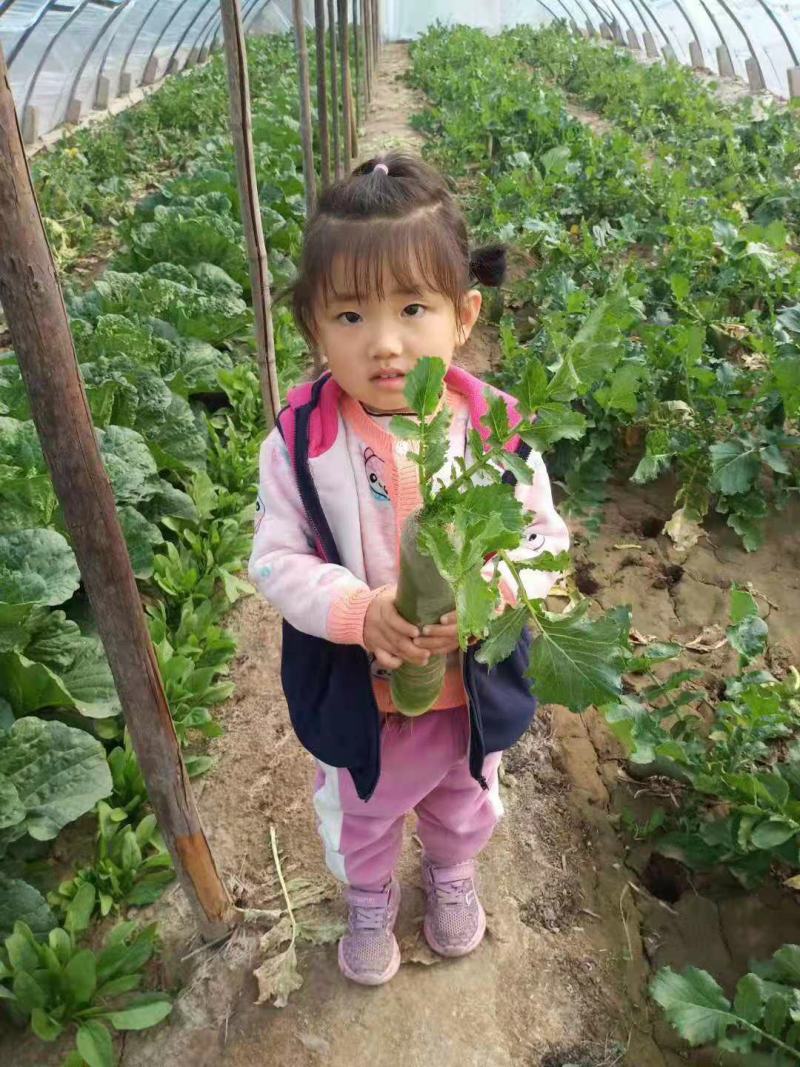 山东潍坊萝卜水果萝卜大量有货五十万亩每天供货多达十万斤