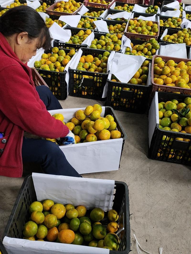 慈利县柑桔湖南蜜橘大量上市产地直发质量保证