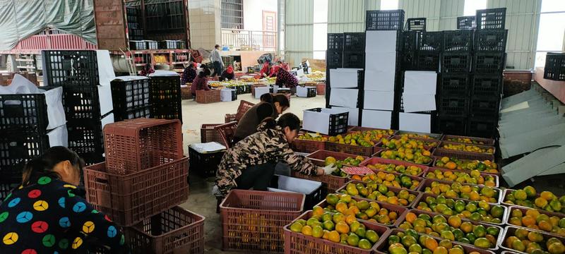 慈利县柑桔湖南蜜橘大量上市产地直发质量保证