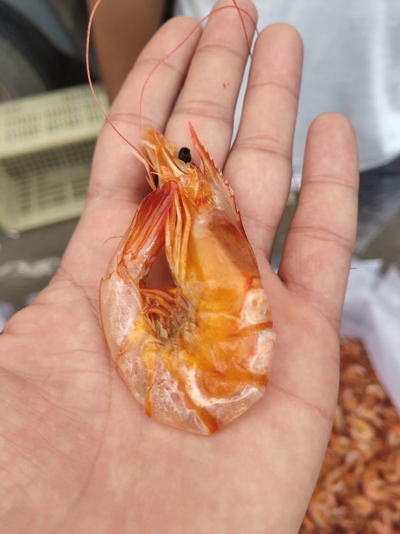 精品烤虾干，各种规格，一手加工，各种规格，常年供应