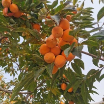 青州柿饼开始采摘