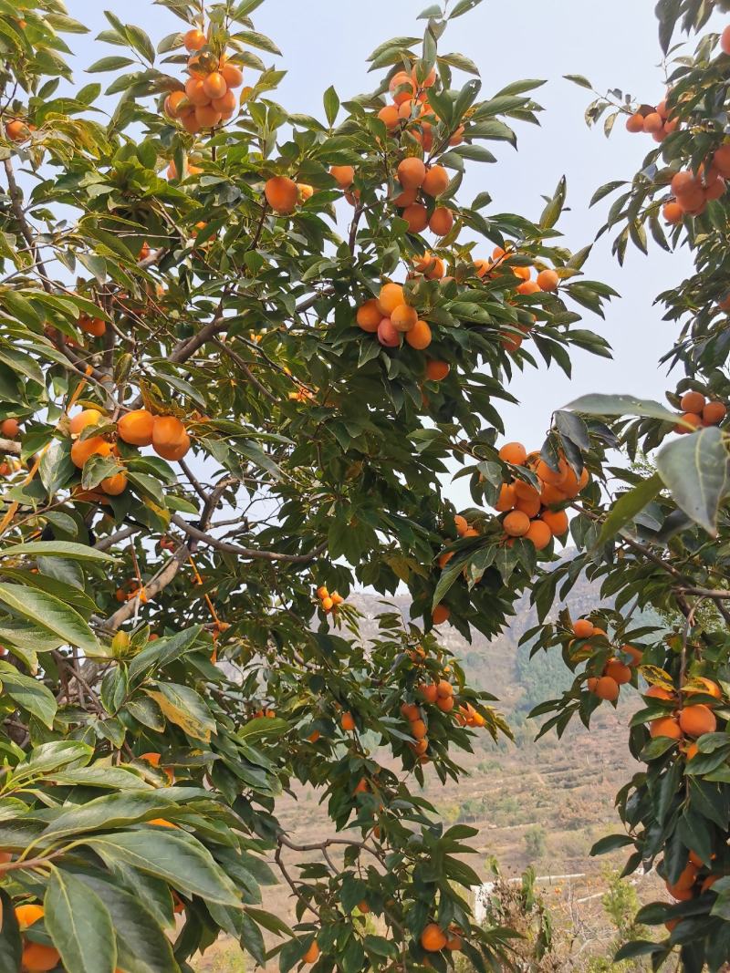 青州柿饼开始采摘