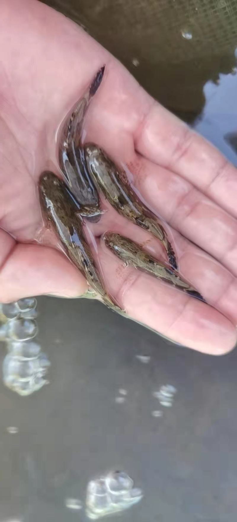 【杂交】笋壳鱼苗快大良种鱼苗产地直供欢迎来电