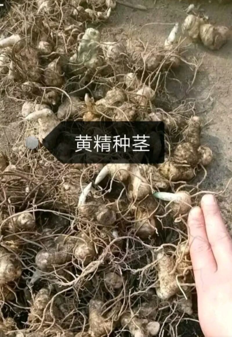 黄精种苗产地直销批发零售鸡头黄精一手货源