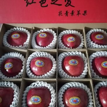 红色之爱119-06产自辽宁丹东，红色之爱苹果里外全红。