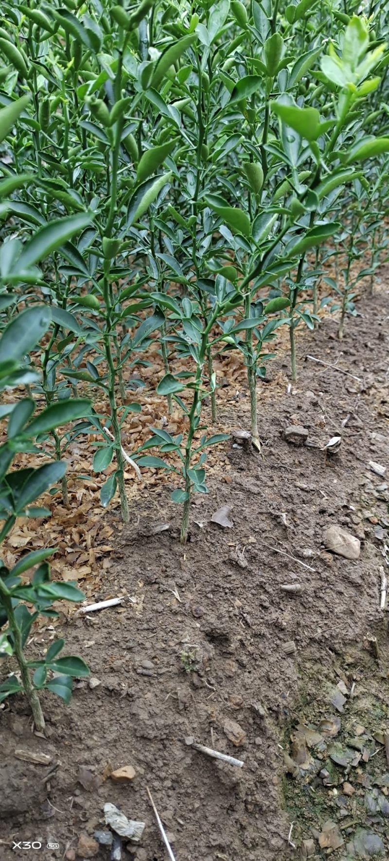 枳橙苗大叶枳壳苗枳橙实生苗卡里佐枳橙苗