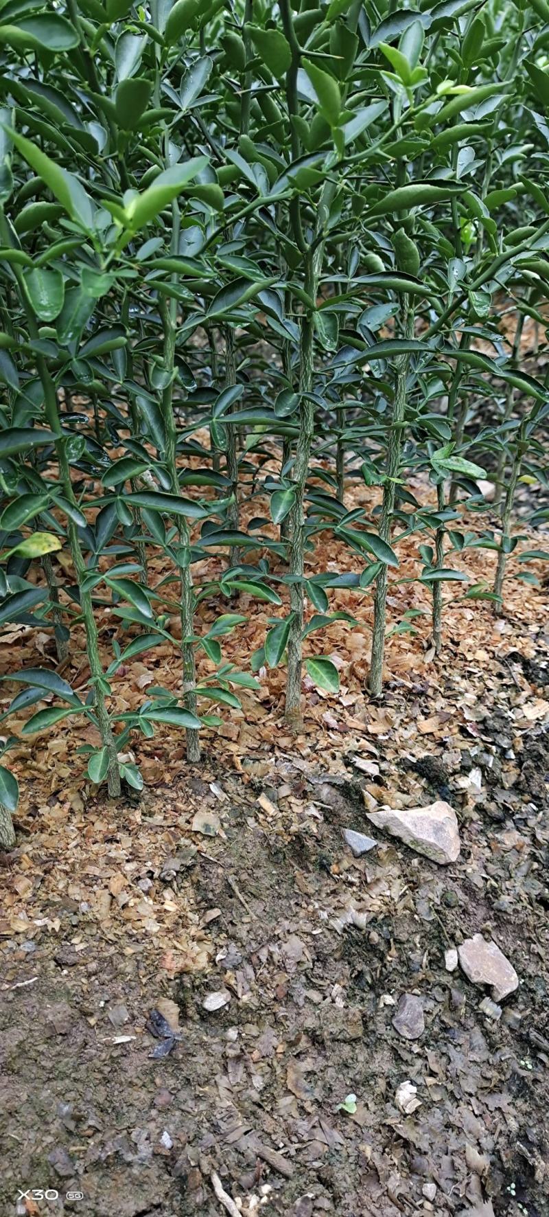枳橙苗大叶枳壳苗枳橙实生苗卡里佐枳橙苗