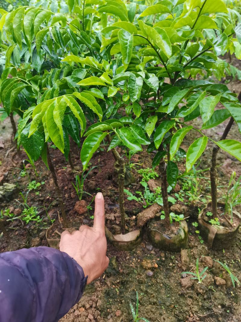 鸡心黄皮果苗黑黄皮贵妃黄皮苗货量充足量大从优诚信经营