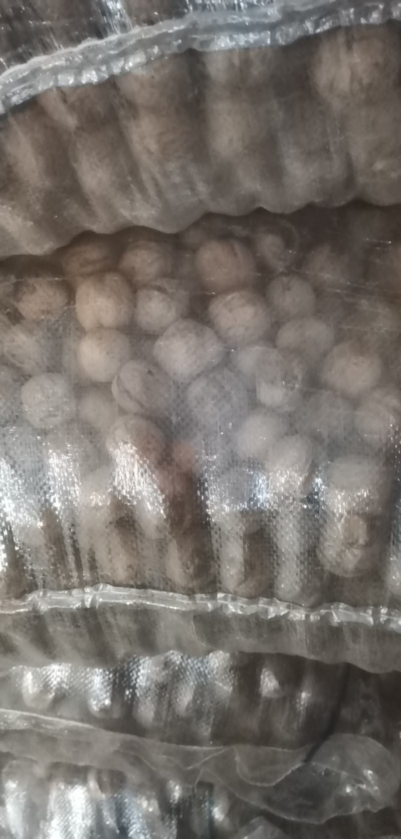 笨核桃优种山西临汾隰县大量出售核桃