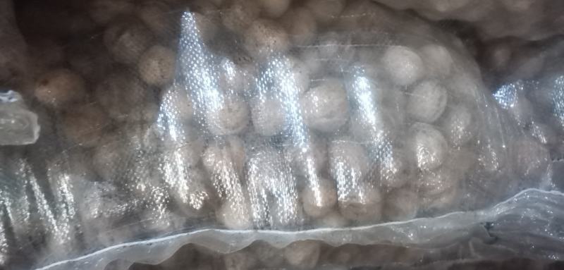 笨核桃优种山西临汾隰县大量出售核桃