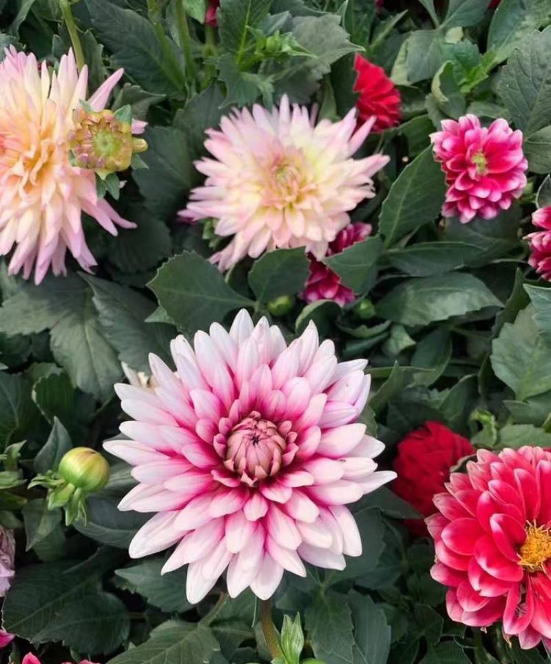 小丽花种子多年生观赏草花种子阳台盆栽庭院绿化春秋季易种花